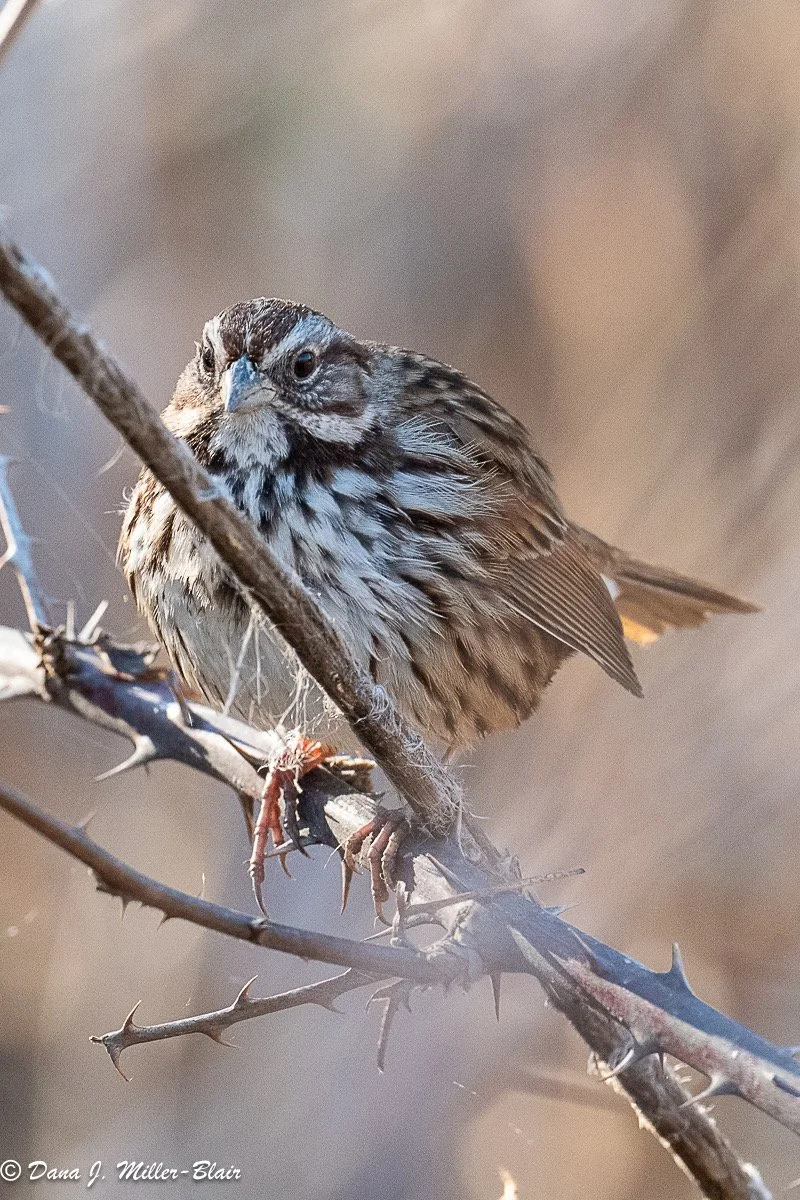 Meet The Song Sparrow — Sacramento Audubon Society